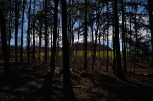 Back in the woods
